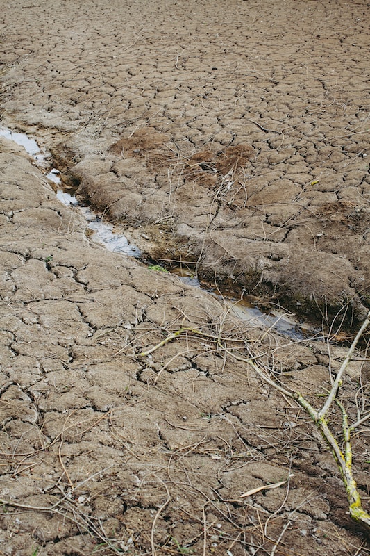 brown soil with green plants