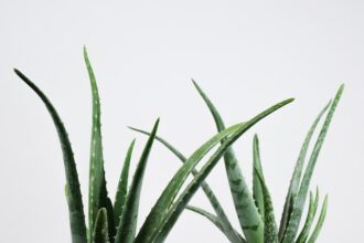 Aloe Vera Gels