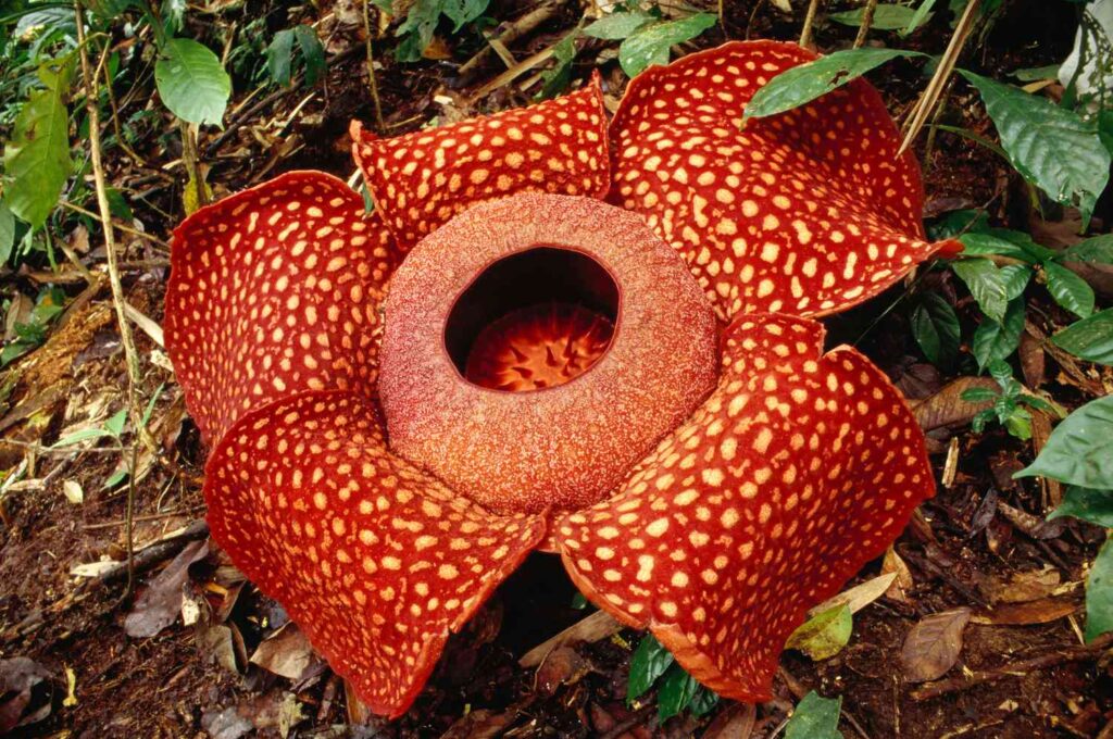 biggest flower species 