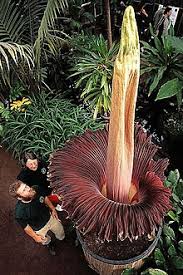 Amorphophallus titanum - biggest flower species 