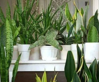 Indoor Plants to Boost Your Mood