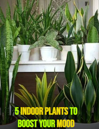 Indoor Plants to Boost Your Mood