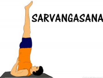 Sarvangasana 