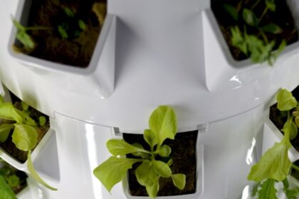 Hydroponic Farming