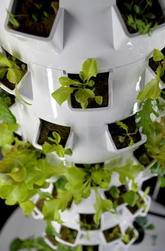 Hydroponic Farming