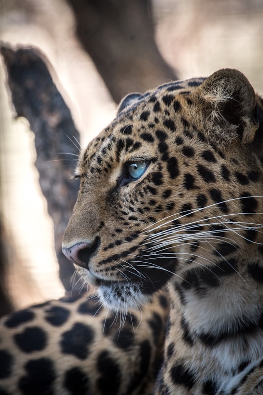 Jawai Leopard Safari